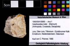 Foto (Objket + Etiketten) von Galatheoidea indet. 